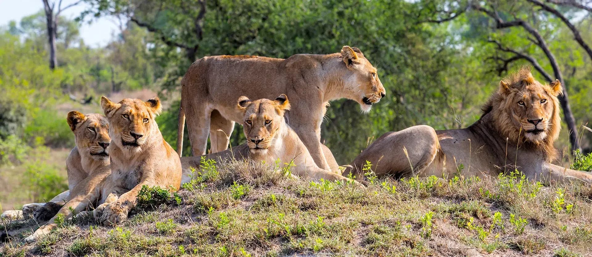Vacation preview image of South Africa, Zimbabwe & Botswana